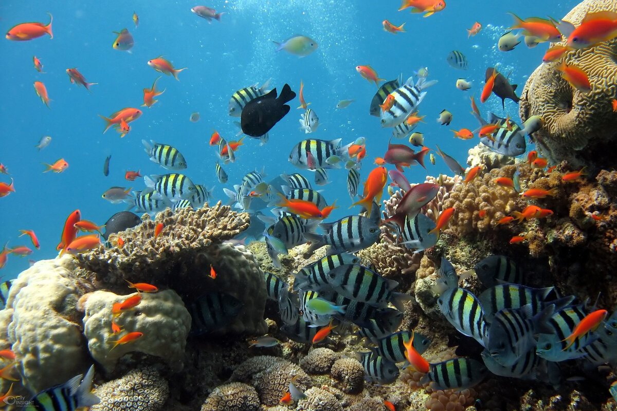 Hệ sinh thái động vật biển tại rừng quốc gia