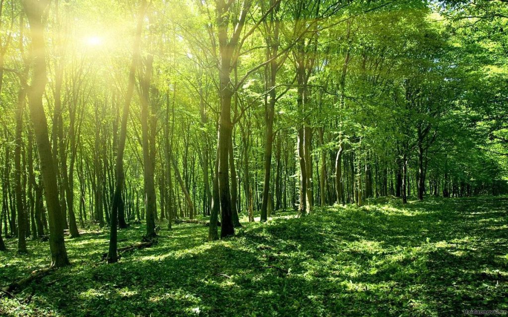 Đất rừng đóng vai trò quan trọng trong bảo vệ môi trường