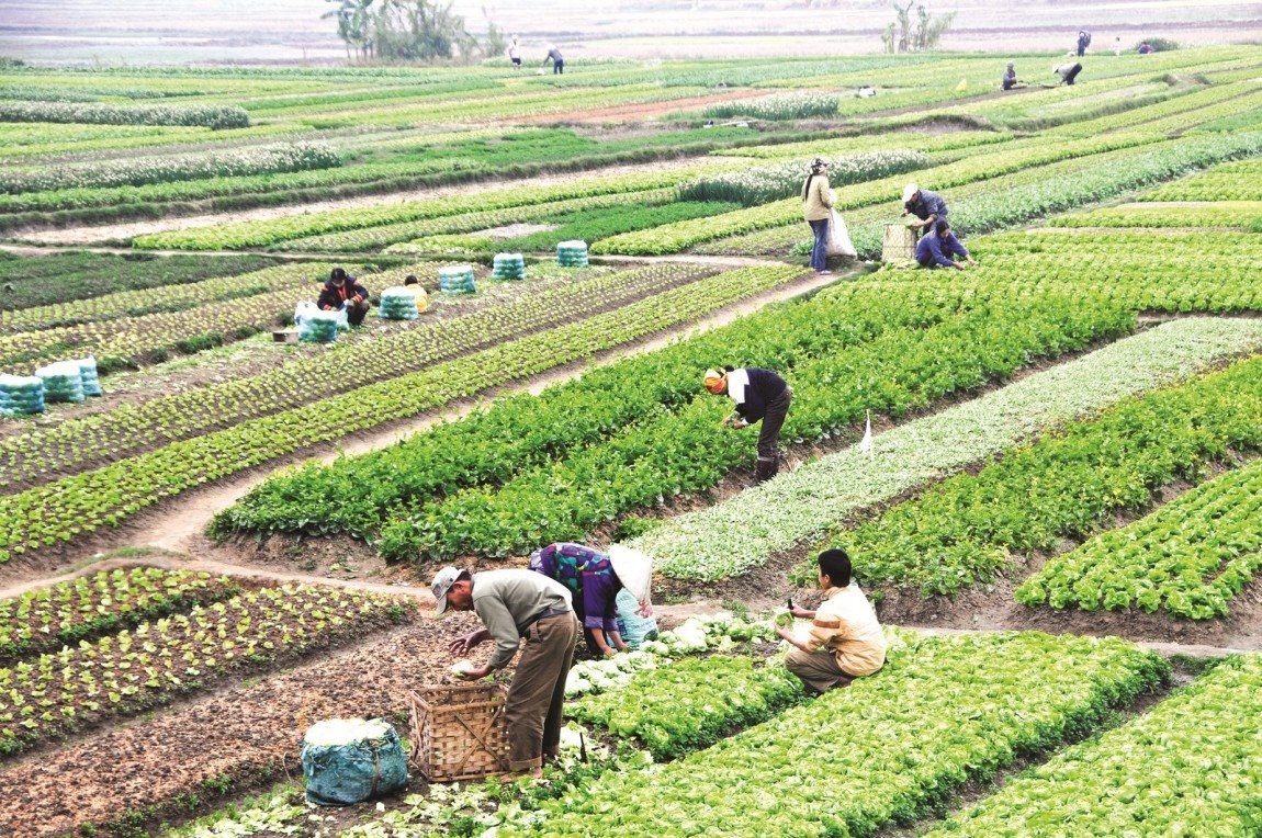 Đất nông nghiệp là loại đất được nhà nước giao cho người dân phục vụ mục đích nông nghiệp