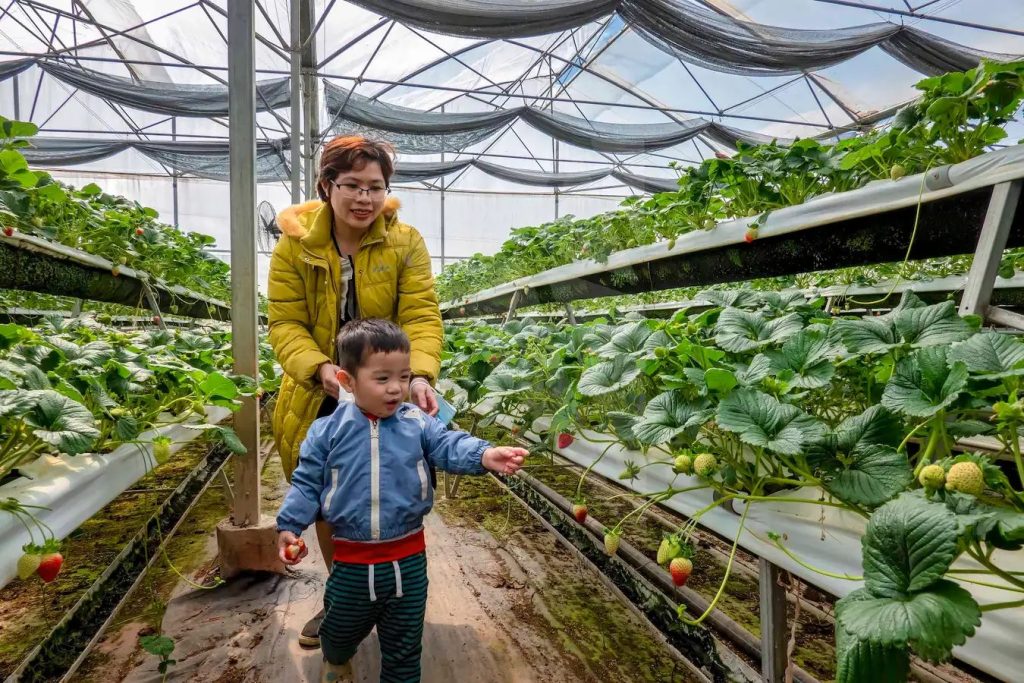 Khánh hàng có thể tham gia nhiều trải nghiệm như hái lượm, chăm sóc cây trồng khi đến các mô hình nuôi trồng